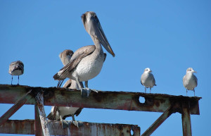 Livingstone pelikan – фотографии Гватемалы