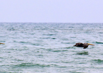 Вроде пеликаны – фотографии Перу