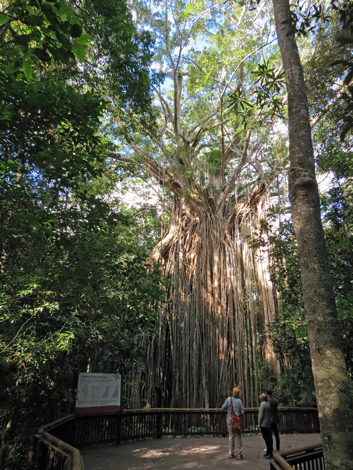 Дерево-занавес (Curtain Fig Tree). Атертон. Фото 3 – фотографии Австралии