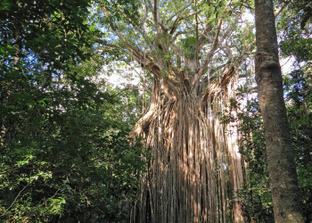 Дерево-занавес (Curtain Fig Tree). Атертон. Фото 3 – фотографии Австралии