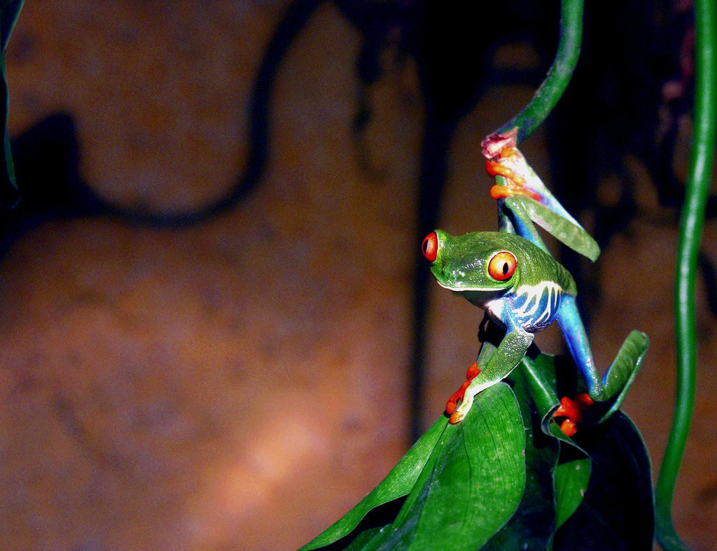 Монтеверде, Пунтаренас провинция, Коста-Рика, фото № 40740 – фотографии Коста-Рики