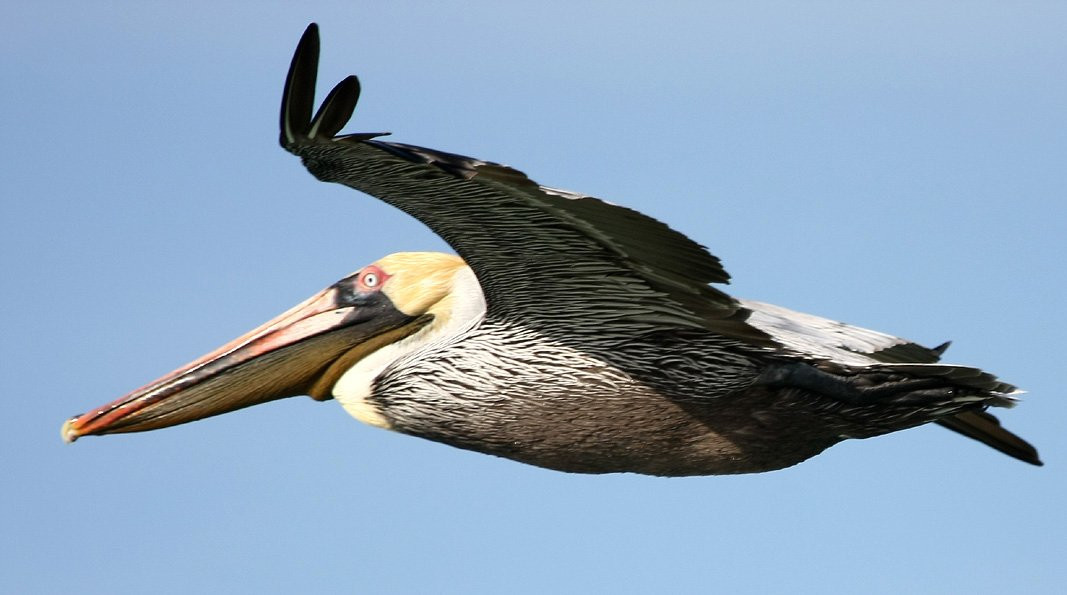 Птица в Кайо-Гильермо, Куба. Фото 1 – фотографии Кубы