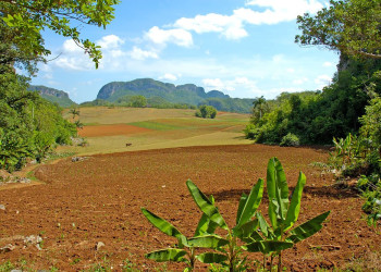 Поля в Пинар дель Рио провинция, Куба. Фото 9 – фотографии Кубы