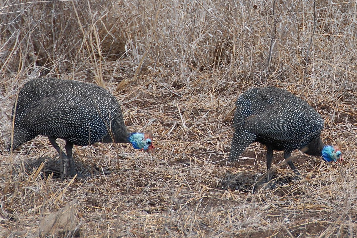 parlkanad – фотографии ЮАР