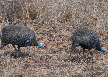 parlkanad – фотографии ЮАР