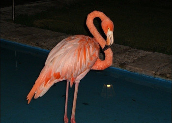 Доминикана, фото № 420 – фотографии Доминиканы