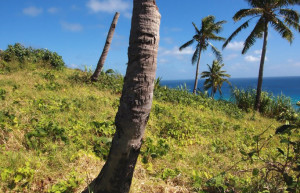 Дравуни остров, Кадаву группа островов, Фиджи, фото № 48574 – фотографии Фиджи