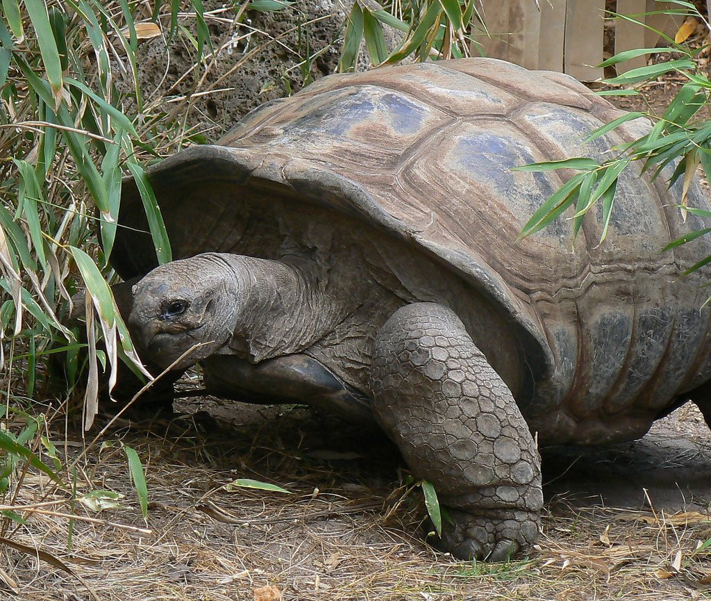 Гиганская черепаха Альдабра. Фото 3 – фотографии Сейшельских островов