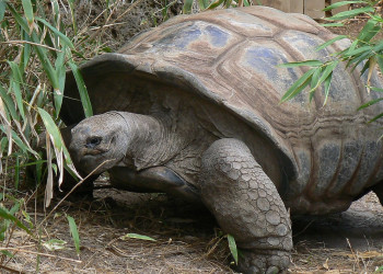 Гиганская черепаха Альдабра. Фото 3 – фотографии Сейшельских островов