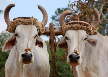 Животные в Пинар дель Рио провинция, Куба – фотографии Кубы