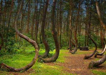 Кривой лес в Польше. Фото 1 – фотографии Польши