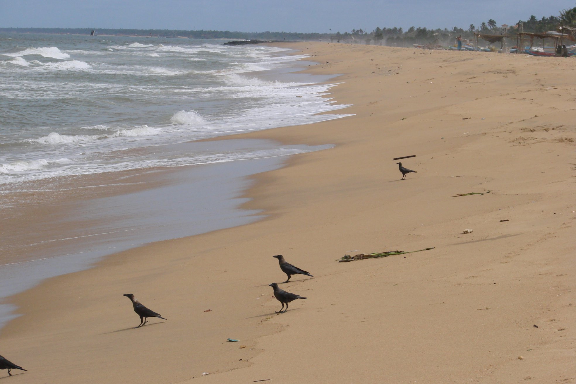 Негомбо, Шри-Ланка, фото № 51885 – фотографии Шри-Ланки