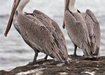 Лос-Кабос, Мексика, фото № 43566 – фотографии Мексики