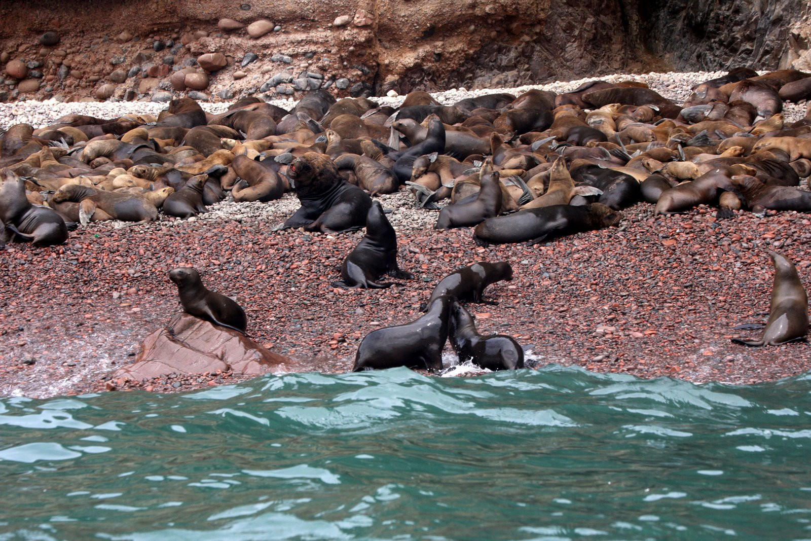 Колонии котиков на островах Бальестас – фотографии Перу