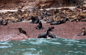 Колонии котиков на островах Бальестас – фотографии Перу