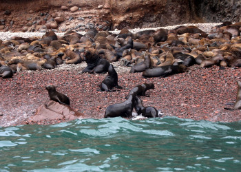 Колонии котиков на островах Бальестас – фотографии Перу
