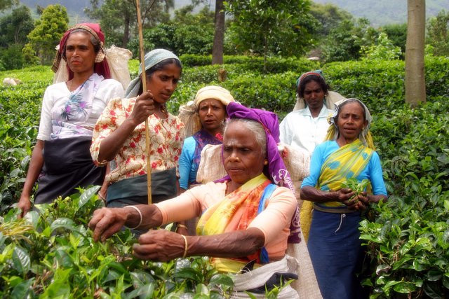 Шри-Ланка, фото № 1134 – фотографии Шри-Ланки
