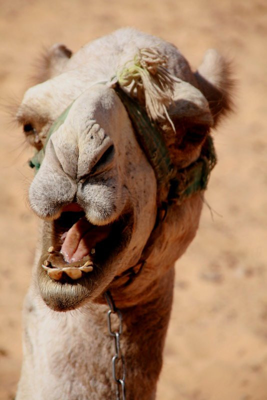 Асуан, Египет, фото № 34915 – фотографии Египта