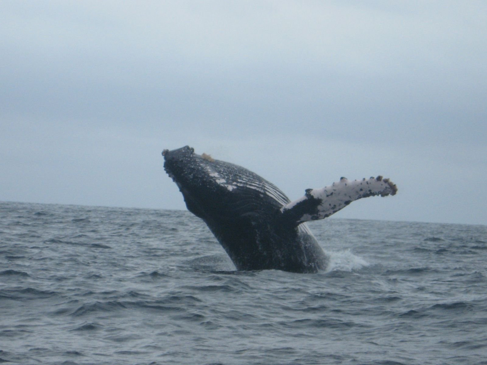 Пуэрто Лопес, Побережье регион, Эквадор, фото № 63516 – фотографии Эквадора