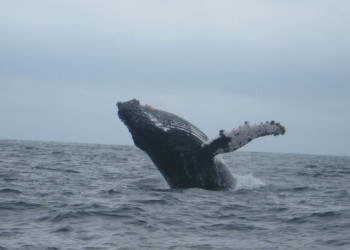 Пуэрто Лопес, Побережье регион, Эквадор, фото № 63516 – фотографии Эквадора