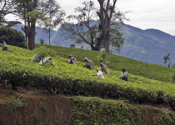 Нувара Элия, Шри-Ланка, фото № 52045 – фотографии Шри-Ланки
