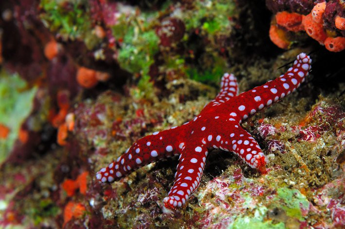 Дахаб, Египет, фото № 34966 – фотографии Египта