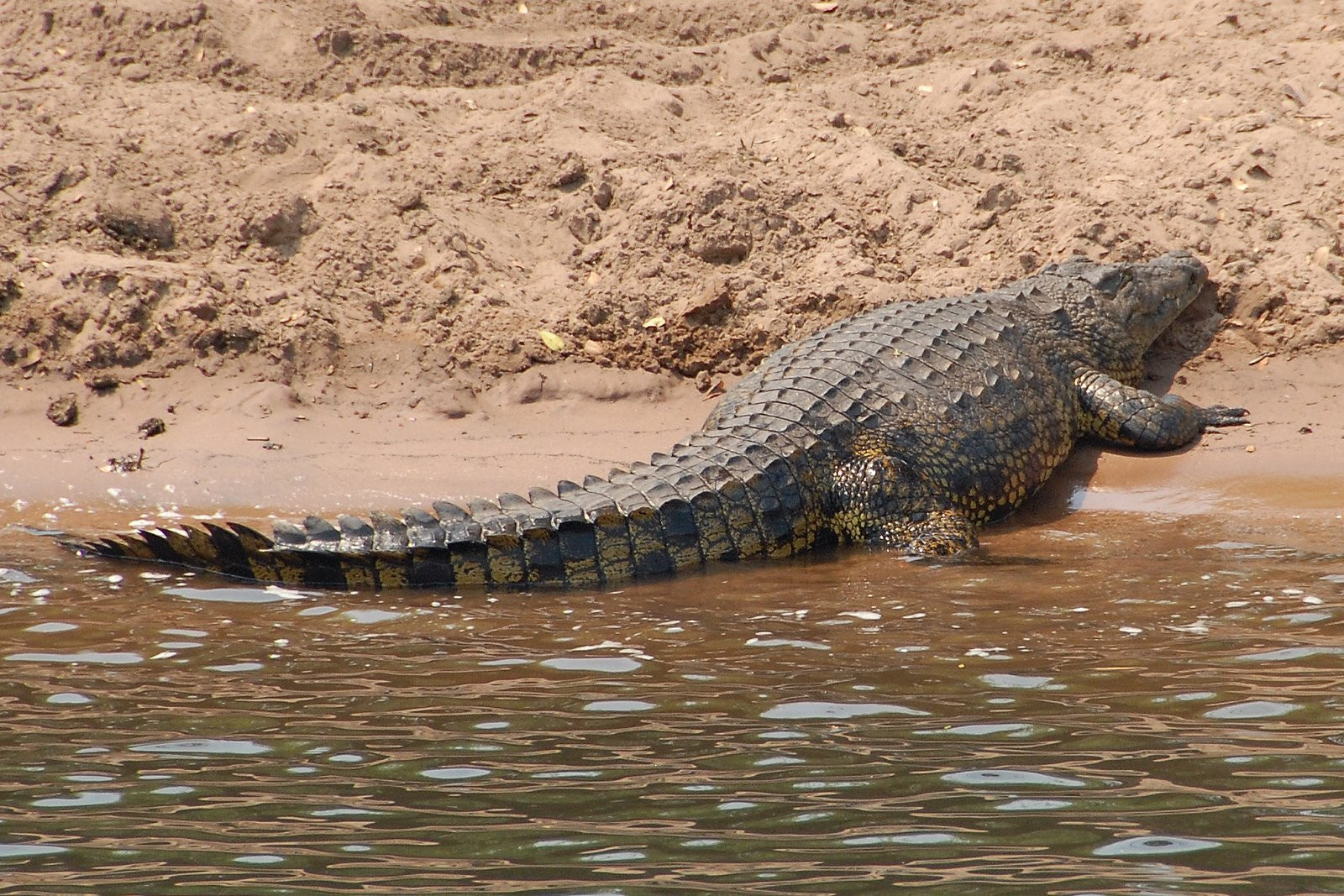 krokodill – фотографии Ботсваны