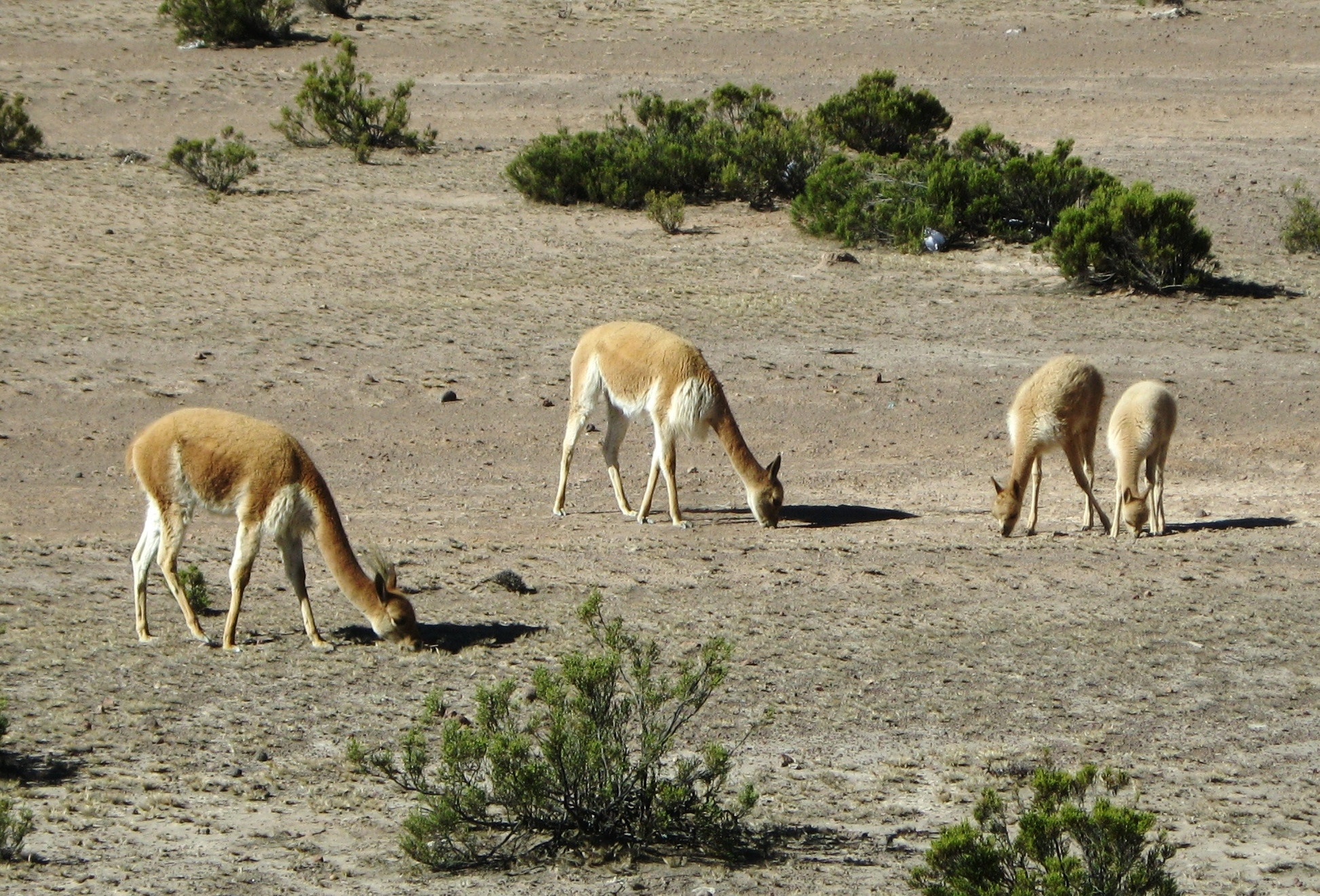 Животный мир заповедника Салинас и Агуада-Бланка, Перу – фотографии Перу