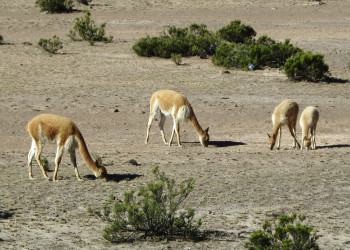 Животный мир заповедника Салинас и Агуада-Бланка, Перу – фотографии Перу