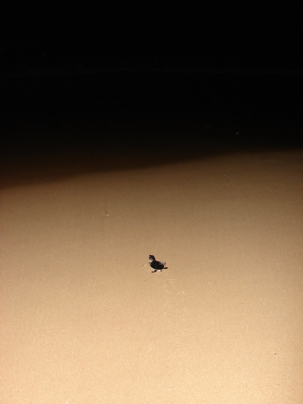 Коcгода, Шри-Ланка, фото № 51528 – фотографии Шри-Ланки