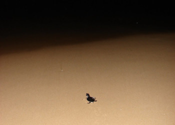 Коcгода, Шри-Ланка, фото № 51528 – фотографии Шри-Ланки