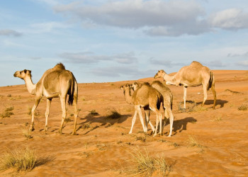 Оман, фото № 5755 – фотографии Омана