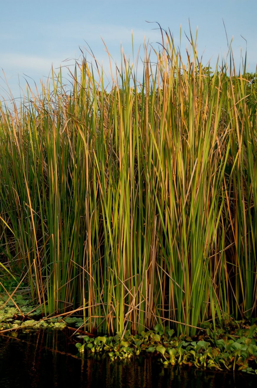 Растения в воде, Монтеррико, Гватемала – фотографии Гватемалы