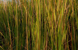 Растения в воде, Монтеррико, Гватемала – фотографии Гватемалы