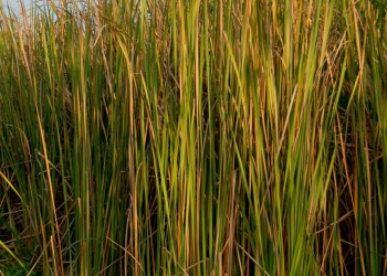 Растения в воде, Монтеррико, Гватемала – фотографии Гватемалы