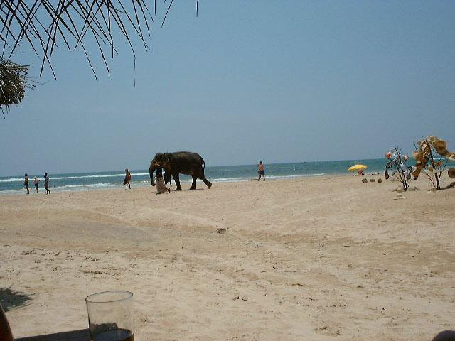 Ахунгалла, Шри-Ланка, фото № 50536 – фотографии Шри-Ланки