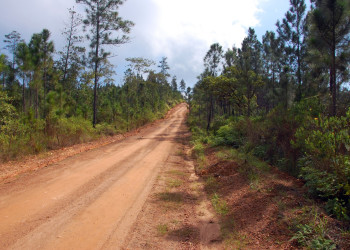 Живописные дороги в Белизе – фотографии Белиза