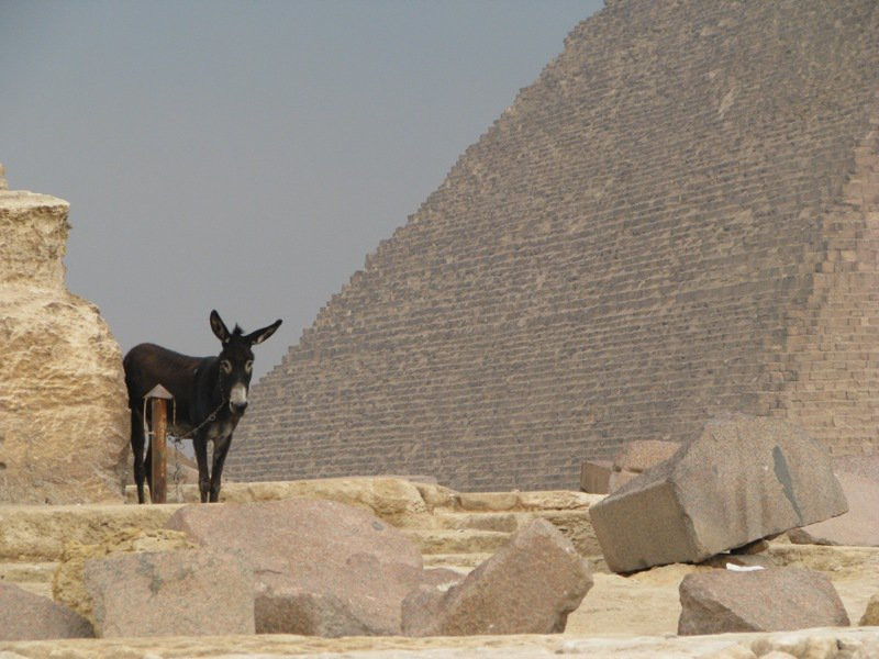 Каир, Египет, фото № 35152 – фотографии Египта