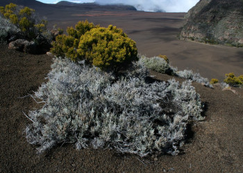 Плень-де-Сабль, Реюньон, фото № 25686 – фотографии Реюньона