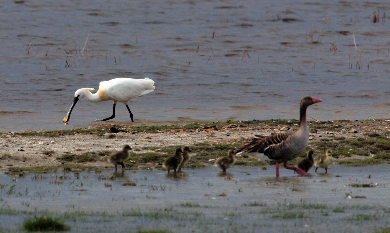 Птицы в национальном парке Нойзидлерзе-Зевинкель – фотографии Австрии