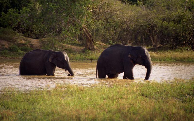 Яла Национальный Парк, Шри-Ланка, фото № 52702 – фотографии Шри-Ланки