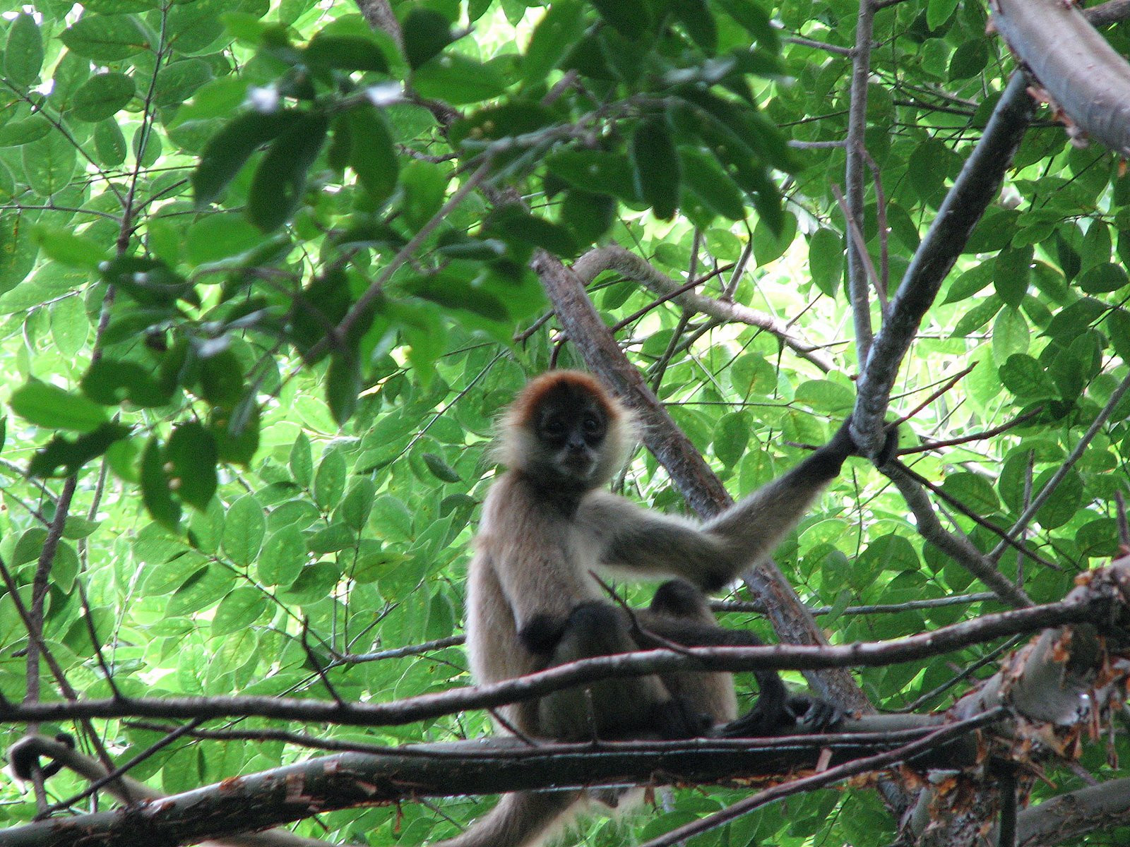 Коста-Рика, фото № 801 – фотографии Коста-Рики