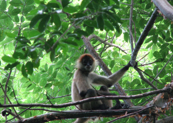 Коста-Рика, фото № 801 – фотографии Коста-Рики