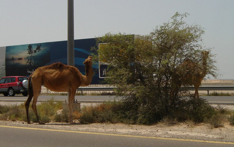 Умм-аль-Кувейн, ОАЭ, фото № 61120 – фотографии ОАЭ