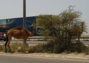 Умм-аль-Кувейн, ОАЭ, фото № 61120 – фотографии ОАЭ