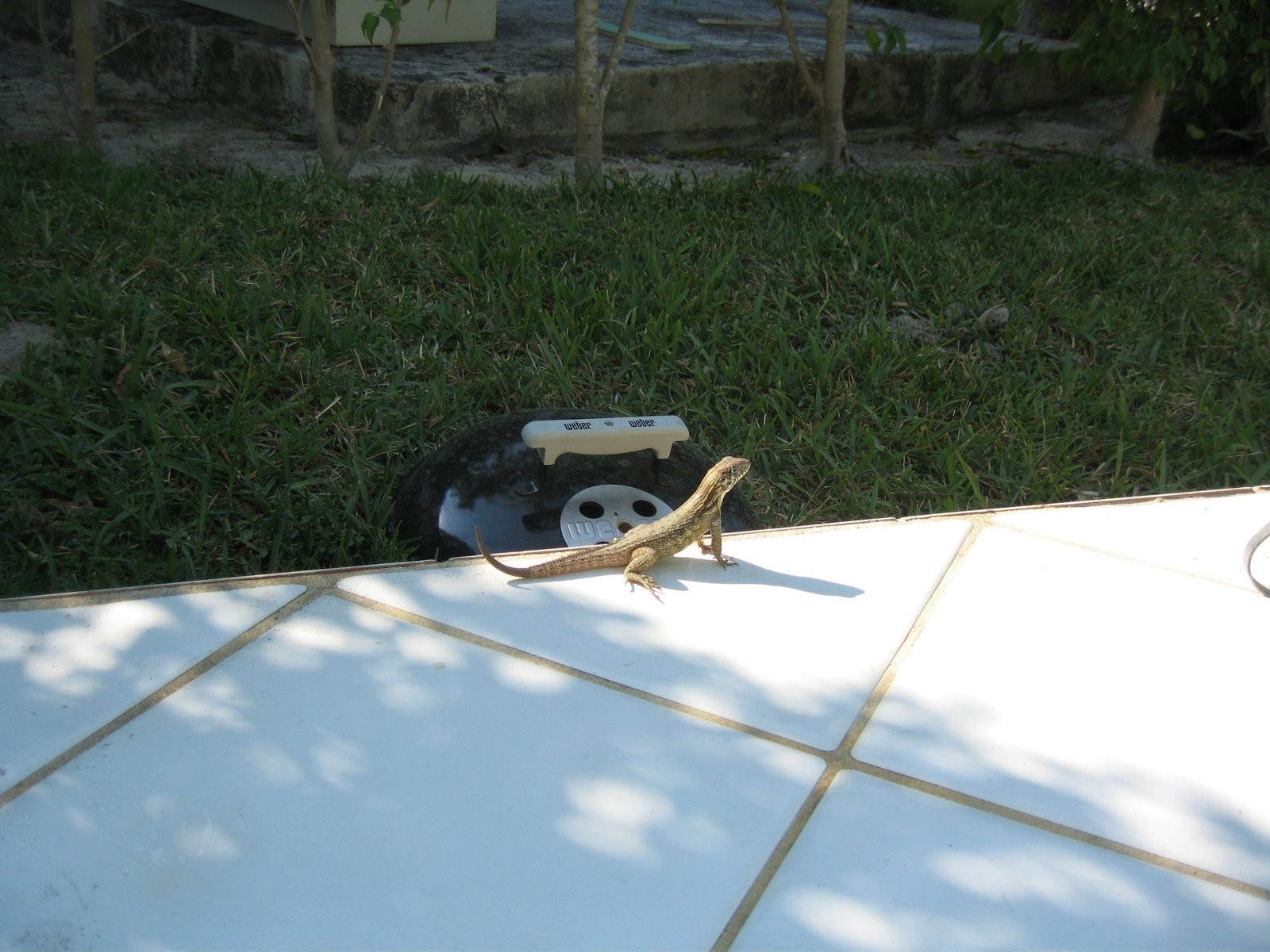 Ящерица на острове Абако, Багамские острова. Фото 1 – фотографии Багамских островов