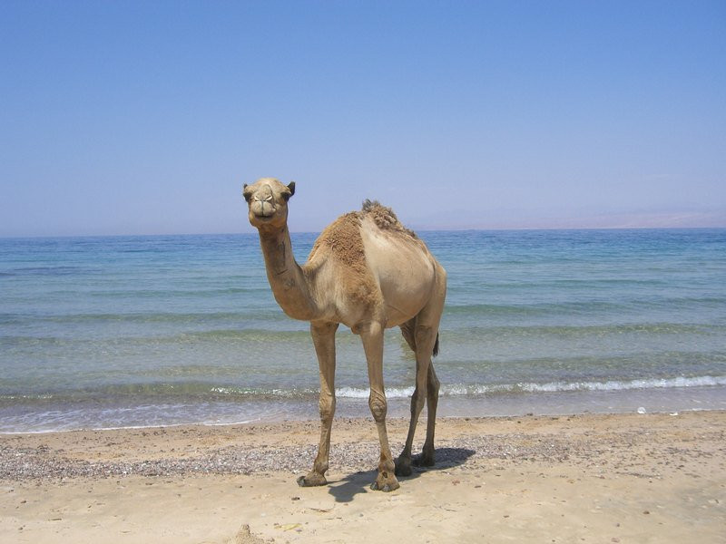 Нувейба, Египет, фото № 35359 – фотографии Египта