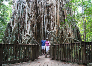Дерево-собор (Cathedral Fig Tree), Атертон, Австралия. Фото 3 – фотографии Австралии