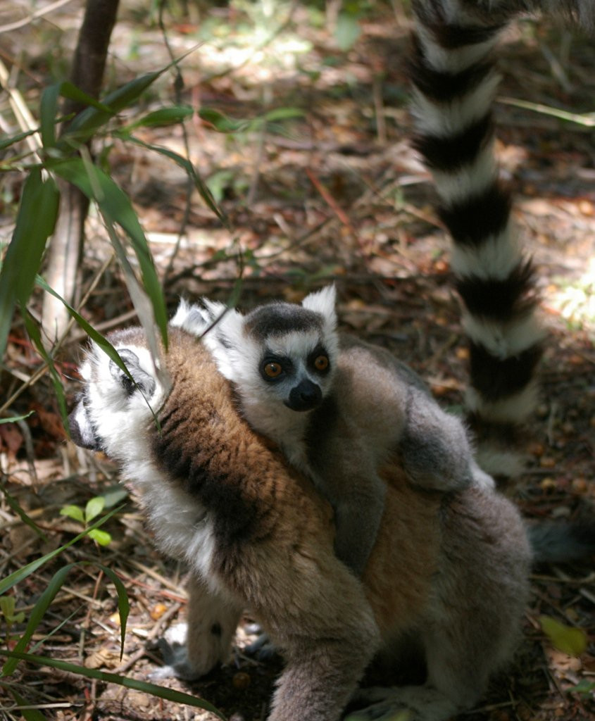 Мадагаскар, фото № 2198 – фотографии Мадагаскара