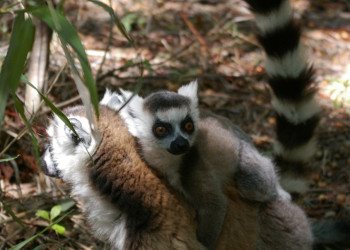 Мадагаскар, фото № 2198 – фотографии Мадагаскара
